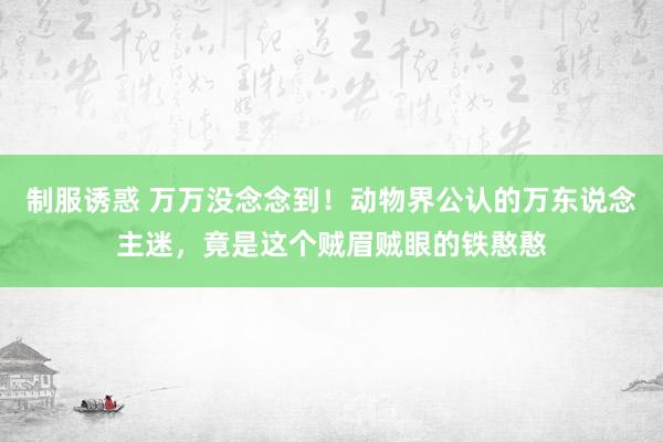 制服诱惑 万万没念念到！动物界公认的万东说念主迷，竟是这个贼眉贼眼的铁憨憨
