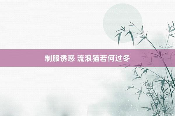 制服诱惑 流浪猫若何过冬