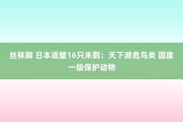 丝袜脚 日本返璧16只朱鹮：天下濒危鸟类 国度一级保护动物
